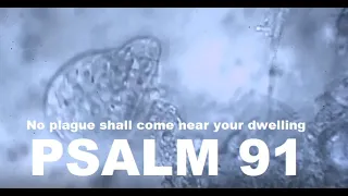 Psalm 91 kjv | I will say of the Lord, He is my refuge and my fortress: my God; in him will I trust.