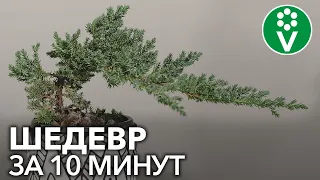 Вам непременно захочется повторить! БОНСАЙ ИЗ МОЖЖЕВЕЛЬНИКА своими руками