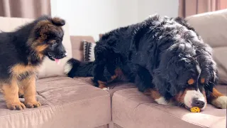 Bernese Mountain Dog Steals a Toy from a German Shepherd Puppy