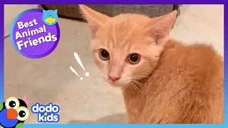 Tiny Kitten Moves Into House, And His New Brother Is NOT Happy | Dodo Kids | Best Animal Friends