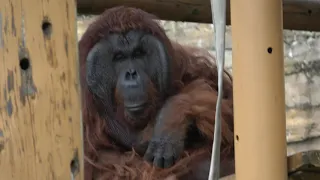 일본 타마 동물공원의 오랑우탄 多摩動物公園のオランウータン The Orangutan in Japan Tama Zoological Park