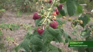 В Брянской области   сезон сбора ремонтантной малины 13 09 18