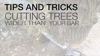 More Tips and Tricks. Cutting Trees Larger Than Your Bar