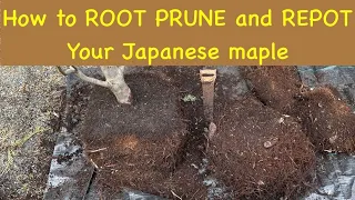 Root pruning and re potting a Container grown Japanese maple tree