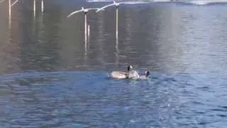 American Coots Fighting