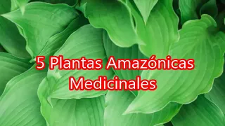 5 Plantas Amazónicas Medicinales