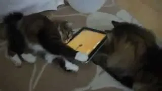 Кошки играют в IPad