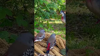 Luzon bleeding heart and diamond firetail finches