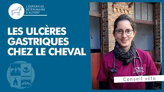 Tout savoir sur les ulcères gastriques chez le cheval