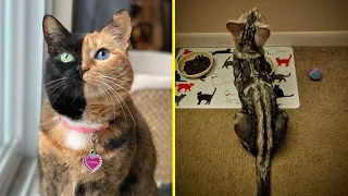 Cats Who Got Something Special From Nature