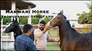 Haryana | India’s Top MARWARI horses | Yadhuvanshi Stud Farm | UnleashD #marwadihorses