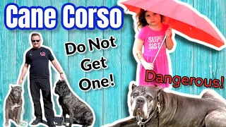 CANE CORSO - SHOULD YOU GET ONE?! - Part 2