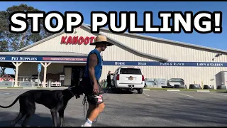 TEACHING A GREAT DANE TO STOP PULLING!