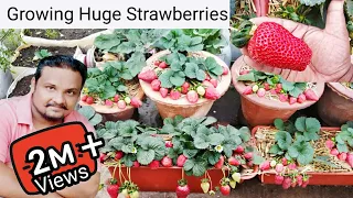 Growing HUGE Strawberries in Pot.🍓 How To Grow Strawberry in winter, from seed to harvest.