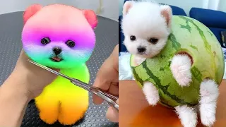 Tik Tok Chó Phốc Sóc Mini 😍 Funny and Cute Pomeranian #261