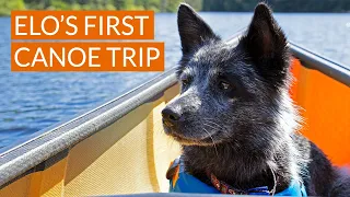 Elo's First Canoe Trip — Sunday Lake, Algonquin Park
