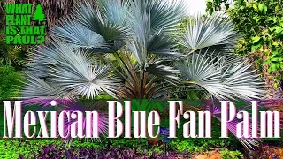 Mexican Blue Fan Palm -  highly desired for their unique appearance.