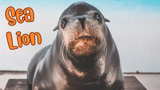 Discovering Sea Lions