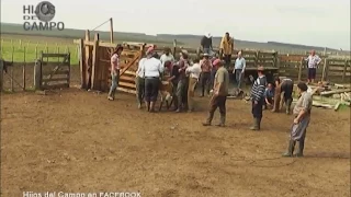 "Hijos del Campo"/ Yerra en Rincón de Zamora-part. 1