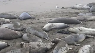 Elephant seal in January. Many females are waiting to give birth (Info below)