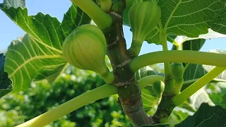 Fig, Panache Tiger, Setting Fruit