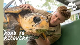 Rehabilitating a Stranded Loggerhead Turtle | Wildlife Warriors Missions