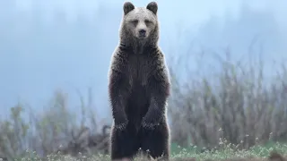Medvedia lúka a jej krásy🐻🦌🌿