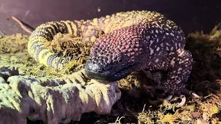Gila monster returned home and turned out to be pregnant /Feeding cat geckos