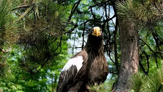 Eagles video: The Kings of the Sky | Free Documentary Nature   #freedocumentarynature  #documentary