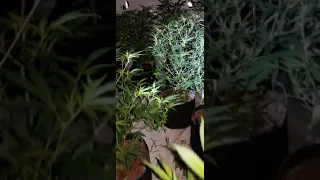 Cannabis farm left abandoned