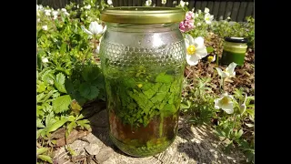 #2 Home medicine cabinet - MEDICINAL TINCTURE OF GREATER CELANDINE