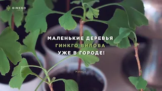 Древнейшие деревья планеты - купить гинкго из Гинкго-Лабиринта можно на Зыбицкой в Sun Flower