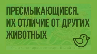 Пресмыкающиеся. Отличие пресмыкающихся от других животных. Видеоурок по окружающему миру 1 класс