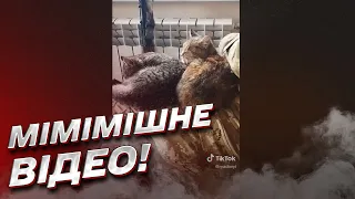 🐱🥰 Котики - наше все! Зворушливе відео від військового ЗСУ!