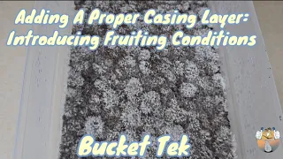 Adding A Proper Casing Layer: Introducing Fruiting Conditions (Bucket Tek) #mycology #mushroom