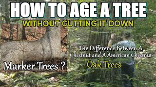 How To Age a Tree without Cutting it Down and more on Indian Trail marker Trees.