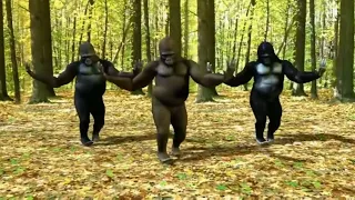 Patli kamariya Mori hi hi re#short gorilla dance funny video