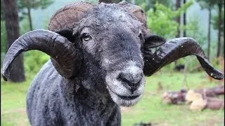 Angry Ram gets a haircut then Attacks the Cameraman