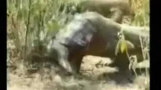 Komodo Dragon Swallows Pig Video