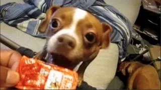 PUPPY ADDICTED TO TACO BELL FIRE SAUCE!!