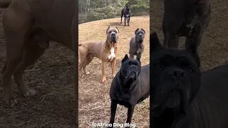 WHAT WOULD YOU DO IF THIS WERE YOU?😅😅#canecorso #corso #mastiff #guarddogs #bigdogs