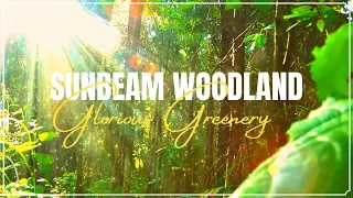 #ASMR 3 Hours Of Nature Sounds Sleep Meditation  Windy Enchanted Forest    No Music