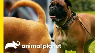 Why Do Dogs Wag Their Tails? | How Do Animals Do That?