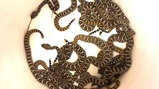 Baby Rattlesnakes!