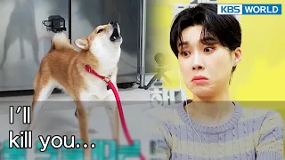 I'll kill you... [Dogs are incredible : EP.136-1] | KBS WORLD TV 220823