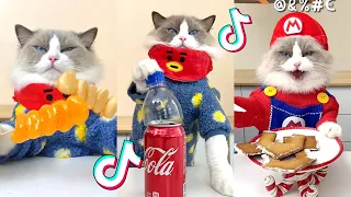 That Little Puff | Cats Make Food 😻 | Kitty God & Others | TikTok 2024 #80