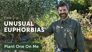 Madagascar's Unusual EUPHORBIAS Tour — Ep. 312