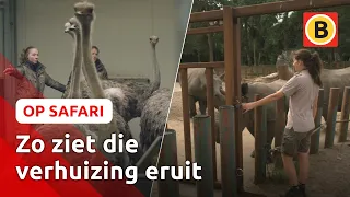 Eerste BEWONERS bij NIEUW Resort hotel 🦏 | Op Safari