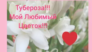 Ароматы с туберозой!!!💮Одна из любимых нот в парфюмерии!!!💮Ароматы разной ценовой категории!!!💮