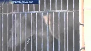 Над медвежам з Луцька знущаються у Києві